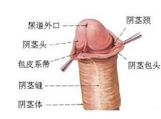 包皮系带图片